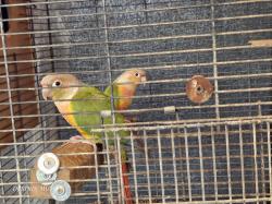 זוג גרינצ'יקים אננס מחוברים כל