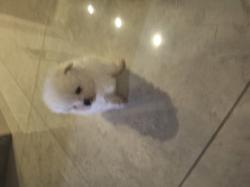 גורי פורמניין זכרים לבנים מהממים