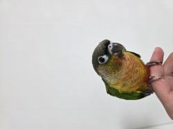  גוזל קוניור גרינצ'יק ילו