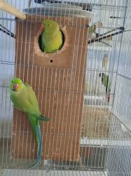 זוג דררות ירוקות עובד מביא