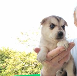 גורי האסקי סיבירי, בני חודש