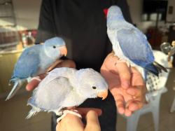 דררות קלירטיילים במופעים מיוחדים מהממים,