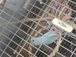 נקבה מוטבעת 2026 בדוקת מין נקבה