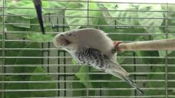 תוכונים במופעים מתקדמים מטובעים ומושלמים