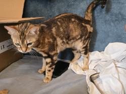 אנחנו 3 גורים בנגליים