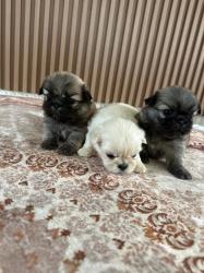 גורי פקינז מהממים יהיו מוכנים