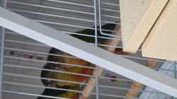 מוציא : מספר יחידות ילו