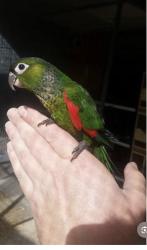 קוניור בלאק קאפ מוחתמים חכמים