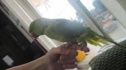 דררה מיוחדת במינה חברותית חכמה האכלת יד