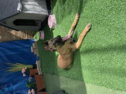 גור בן 3 חודש מורגל