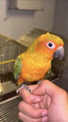 קוניור מאולף האכלת יד רמת דיבור