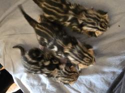 אנחנו 3 גורים בנגליים