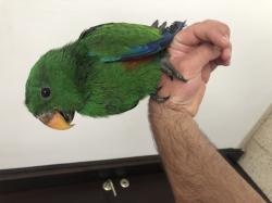 אקלקטוס האכלת יד זכר בצבע