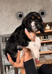 גורי קוקר ספניאל אמריקאי אמא