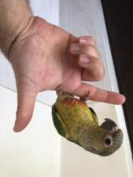 קוניור גרין ציק האכלת יד