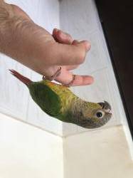 קוניור גרין ציק האכלת יד