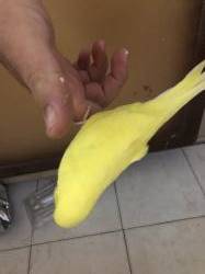 תוכון האכלת יד