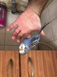 תוכון האכלת יד