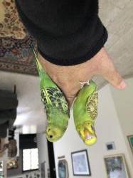 תוכון האכלת יד