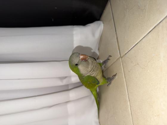 בגיל שניתן לאילוףגדל בפיקוח וטרינרי