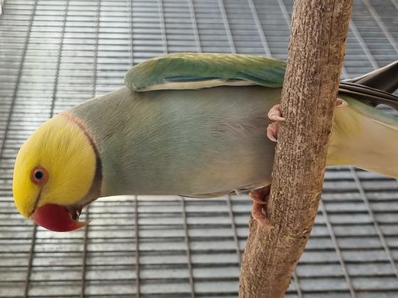 למכירה זוג קלייר מתרבה, הביאו