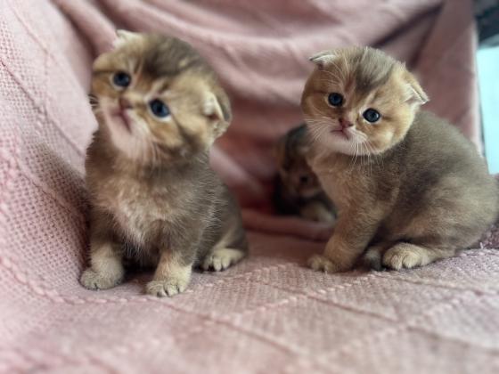 למכירה גורי Scottish Fold /