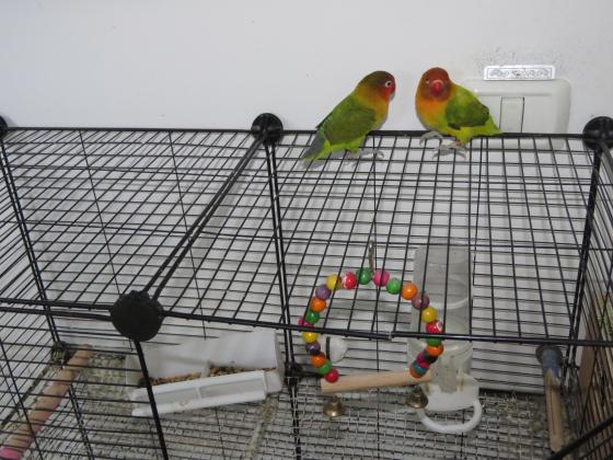 יש לי זוג תוכים זכר ונקבה הנקבה מוטבעת