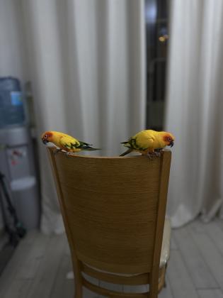 זוג קוניור שמש ממש יפים