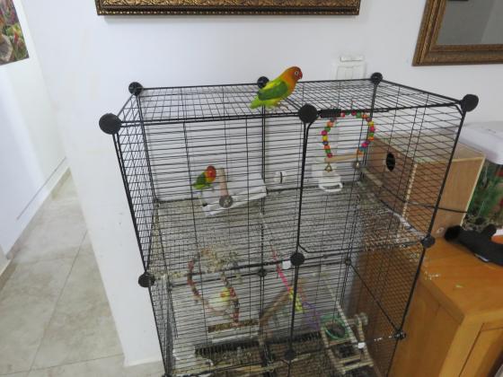 יש לי זוג תוכים זכר ונקבה הנקבה מוטבעת