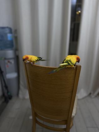זוג קוניור שמש ממש יפים