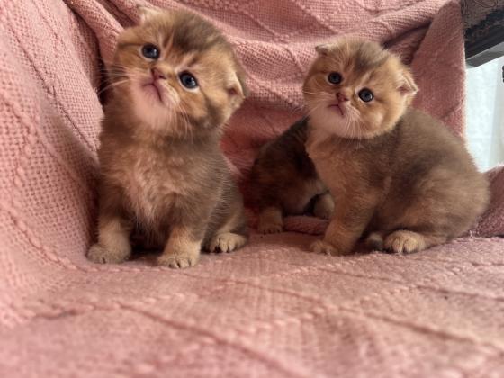 למכירה גורי Scottish Fold /