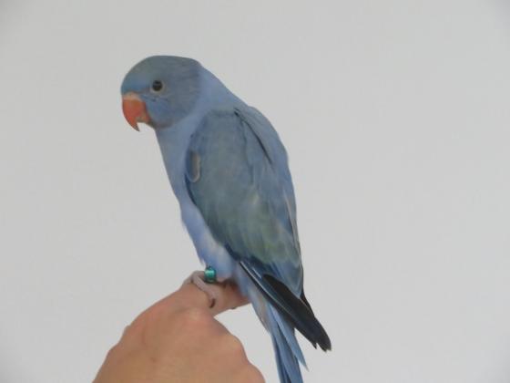 למכירה תוכי קוקטייל דררות ותוכי אהבה