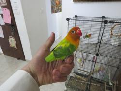 יש לי זוג תוכים זכר ונקבה הנקבה מוטבעת