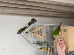אכלת יד לא נושכים
