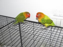 יש לי זוג תוכים זכר ונקבה הנקבה מוטבעת