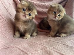 למכירה גורי Scottish Fold /