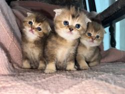 למכירה גורי Scottish Fold /
