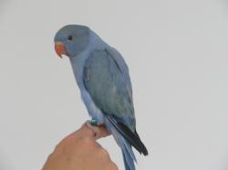 למכירה דררות האכלת יד קוקטייל