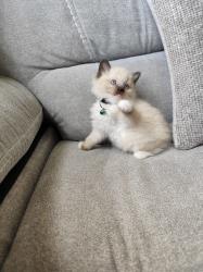 גורי רגדול גזעיים נולדו ב9