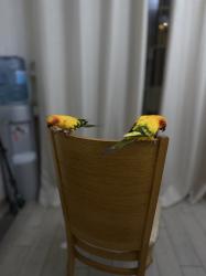 זוג קוניור שמש ממש יפים