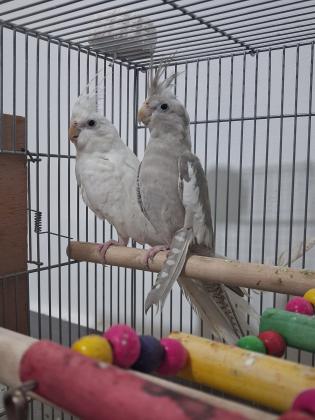 2 תוכי קוקטייל זכר+נקבה +כלוב