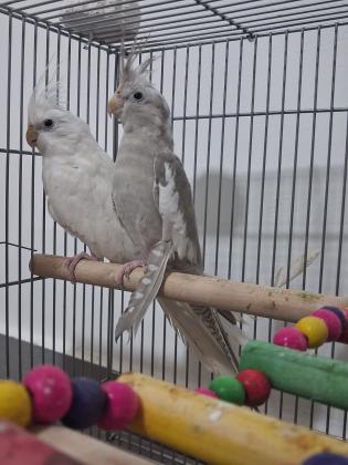2 תוכי קוקטייל זכר+נקבה +כלוב