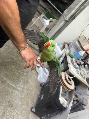נקבה אלכסנדרין בת ארבע חודשים