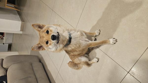 גורת שיבה אינו (Shiba Inu)