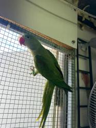 נקבה אלכסנדרין בת ארבע חודשים