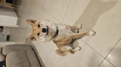 גורת שיבה אינו (Shiba Inu)