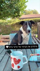 בורדר קולי מעורב עם פיטבול, בן 5