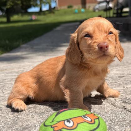 גור דקל (Dachshund) מקסים