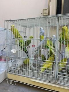 40 תוכונים בריאים ויפים איזור המרכז