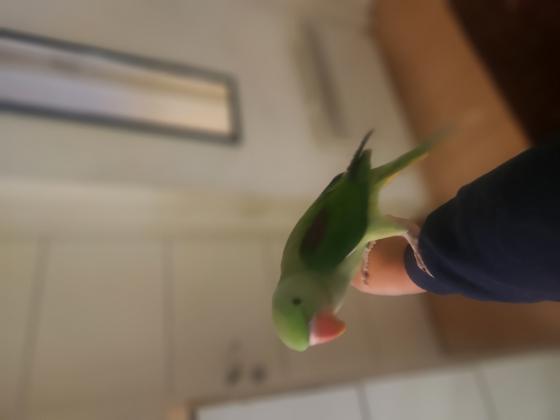 למכירה אלכסנדרין חברותית טהורה ענקית